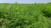 Evitarea expunerii la polen și stârpirea plantelor înainte de înflorire. Cum facem față alergiei la ambrozie