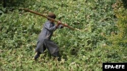 Afghanistan is the world's largest producer of poppy, from which opium and heroin are developed. (file photo)