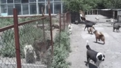 Վերջին օրերին Գյումրիում ավելացել են շների հարձակման դեպքերը