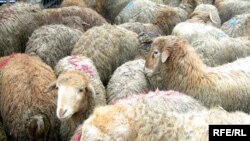 تخستین گوسفند شبیه سازی شده در ایران به تازگی در ميان يک گله چهارصد گوسفندی، در چراگاهی سبز و وسيع در خارج از شهر اصفهان به گردش و تغذيه پرداخت