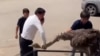 Cover for a video about an ostrich in a doner